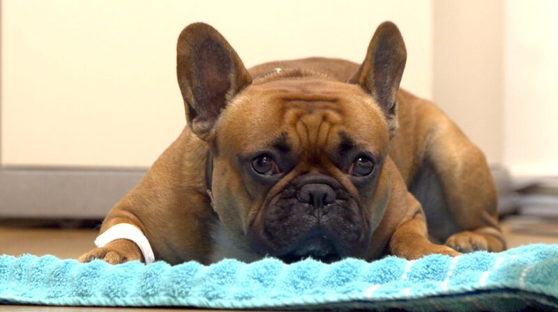 Die französische Bulldogge namens Dexter leidet unter rassetypischen Hüftproblemen. – Bild: NDR/​Doclights GmbH 2019