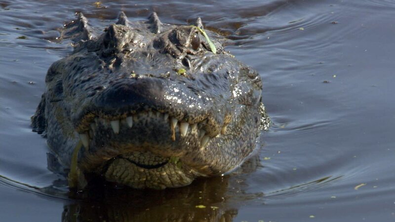Alligator from HELLO WORLD with Joan Jett. – Bild: Discovery Communications, Inc.