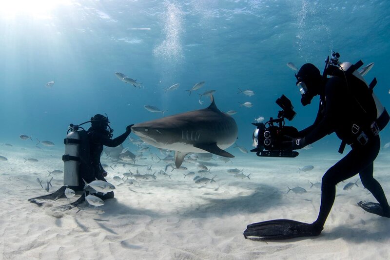 Laws of Jaws - Das Gesetz der Haie 2 – Bild: Lauren Benoit