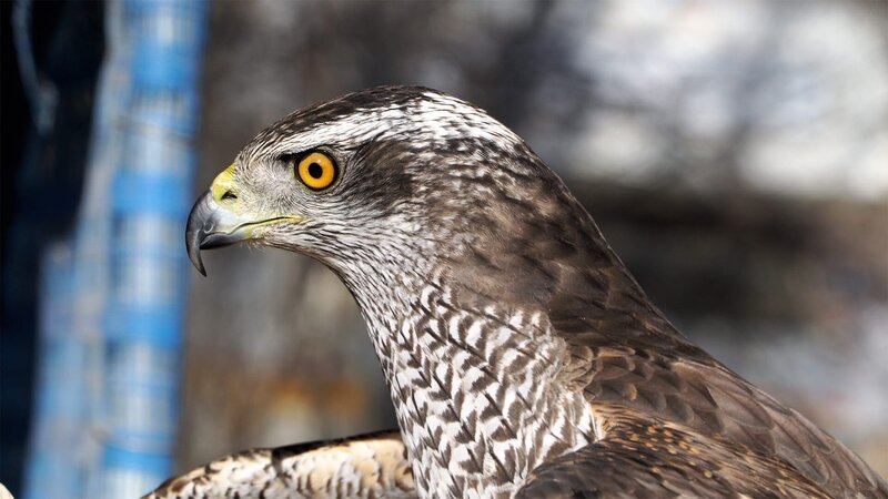 Auch für den Einsatz in der amerikanischen Unterhaltungsbranche werden Wildtiere wie Raubvögel trainiert und privat gehalten. – Bild: Cineflix/​WeltN24 GmbH
