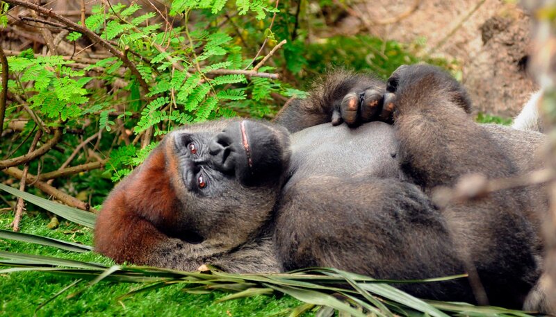Experiment im Gorilla-Haus. Heute wollen sich Matthias und Sara einmal ansehen, wie sich Silberrücken Mayabu benimmt, wenn er sich unbeobachtet fühlt. Sie haben eine Kamera im Gorilla-Haus installiert. Ob Maayabu merkt, dass er beobachtet wird, während er versucht, ein Überraschungspaket zu öffnen und nach gefüllten Bambusstäben fischt? – Bild: WDR/​Loro Parque