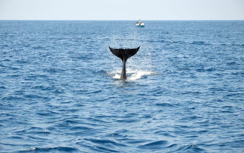 Die Schwanzflosse eines Orcas, auch Killerwal genannt, in der Straße von Gibraltar im Atlantischen Ozean. – Bild: Getty Images /​ Terra Mater Magazin