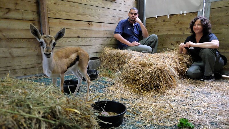 Jose Vasquez and Karen Ingerman check up on the baby gazelle. – Bild: TLC (DEUT)