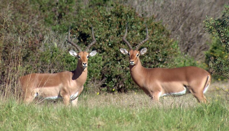 Impalas – Bild: NDR/​Vincent TV GmbH