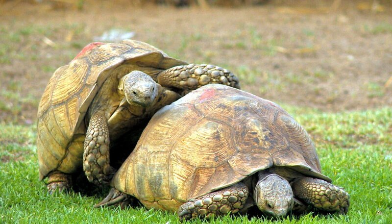 Bei den Schildkröten ist Paarungszeit – das ist harte Arbeit! – Bild: SWR/​Harald Mittermüller