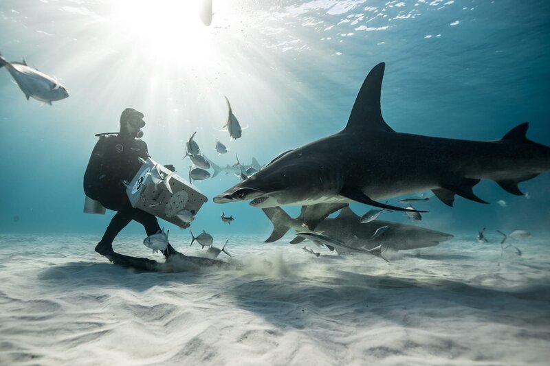 Laws of Jaws - Das Gesetz der Haie 2 – Bild: Mike Dornellas/​Discovery Communications