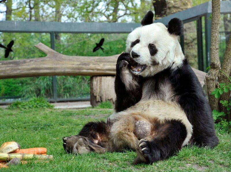 Der Bambusbär aus China ist 1980 ein Geschenk an den damaligen Bundeskanzler Helmut Schmidt und löst erhebliche diplomatische Spannungen aus. Den Berlinerinnen und Berlinern ist das egal. Sie lieben Bao Bao. – Bao Bao feiert seinen 30. Geburtstag – der alte Panda wird natürlich gefeiert und verwöhnt. – Bild: rbb/​Thomas Ernst