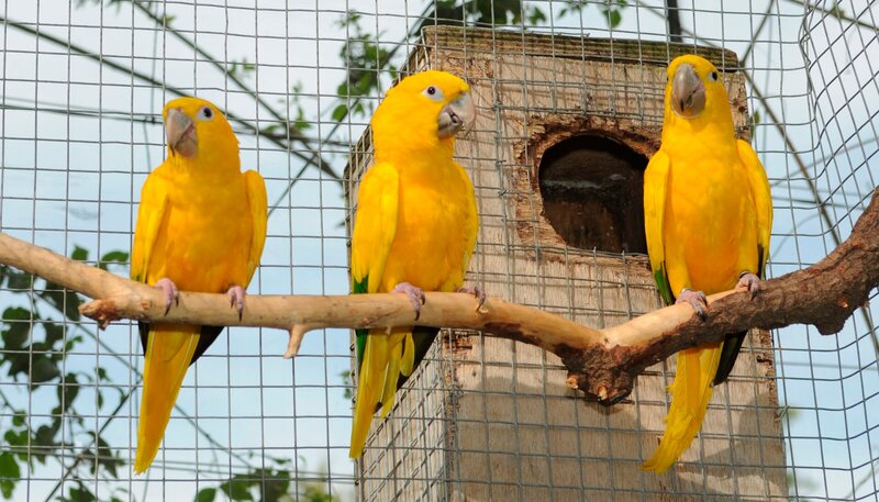 Ein zahmer Goldsittich aus der Loro-Show ist vor einiger Zeit aus dem Loro-Park ausgebüchst. Jetzt ist er wieder aufgetaucht und trifft nach einem Jahr auf seine Artgenossen und Trainerin Montserrat. Wird er sich freuen, alle wiederzusehen? – Bild: WDR/​Loro Parque