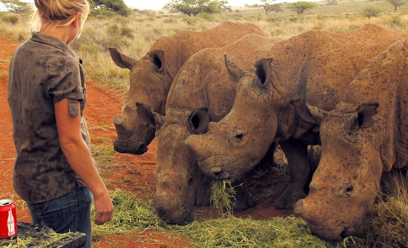 Zwei Leoparden sind unterwegs zur Farm Naua Naua; auf sie warten neue größere Gehege.; Ein junger Weißrückengeier muss sich seinen neuen Platz erst erobern.; Wildwärterin Ansabet le Roux macht sich Sorgen um die Sicherheit ihrer Nashörner. – Bild: BR/​SWR/​Harald Mittermüller