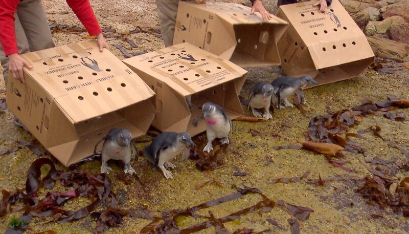 Pinguine werden in der Seevogel-Kolonie Stony Point ausgewildert. – Bild: NDR/​Vincent TV GmbH