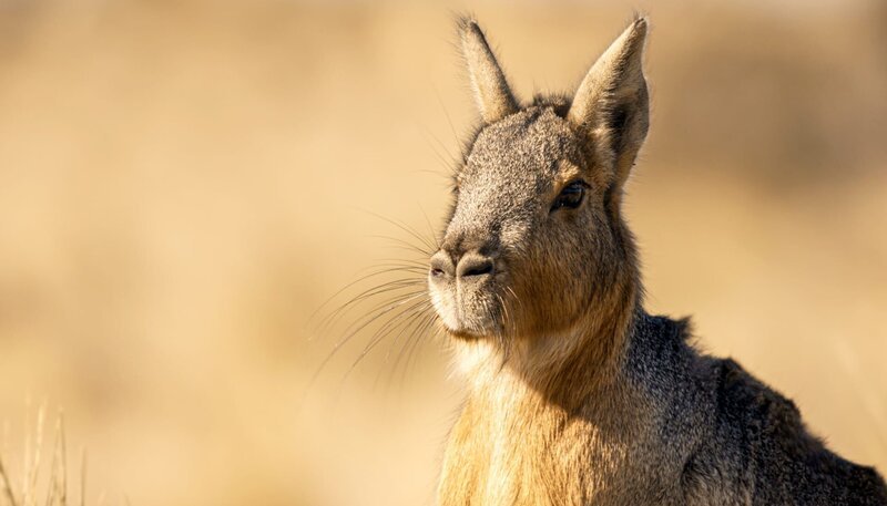 Die Pampa ist die Heimat der Großen Maras. Die mit den Meerschweinchen verwandten Nager gibt es nur in Argentinien. – Bild: WDR/​Light & Shadow GmbH/​Christian Baumeister