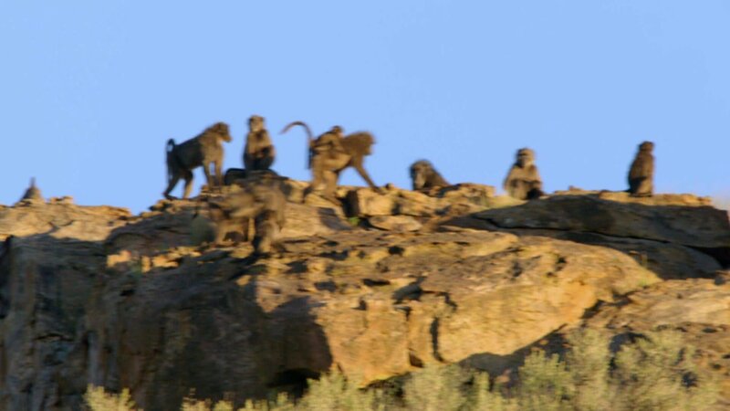 Affe in Namibia. – Bild: Warner Bros. Discovery