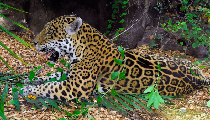 Jaguar Yellow ist verletzt und kann nicht mehr richtig laufen. Bei ihm und Weibchen Negra fliegen momentan oft die Fetzen, denn Negra ist rollig und Yellow ist der Jaguardame zu sehr auf die Pelle gerückt. Deswegen hat sie ihm einen ordentlichen Hieb verpasst. Tierärztin Kirstin überlegt, wie sie dem humpelnden Kater helfen kann. – Bild: WDR/​Loro Parque