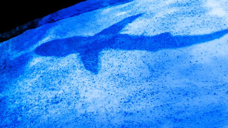 Der Schatten eines Hais. – Bild: DSPL