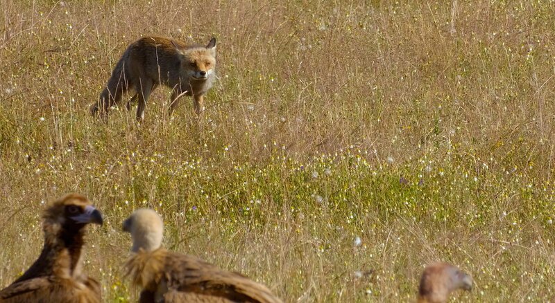 Geier. – Bild: ORF/​SKYLAND Productions/​Proell Film