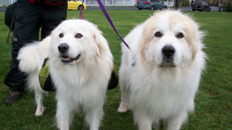 Two great pyrenees. – Bild: DCL/​Powderhouse