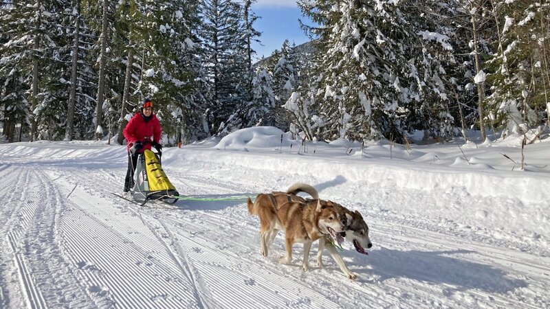 Sibirische Huskys lieben es, Schlitten zu ziehen. – Bild: BR/​Text und Bild Medienproduktion GmbH & Co.KG