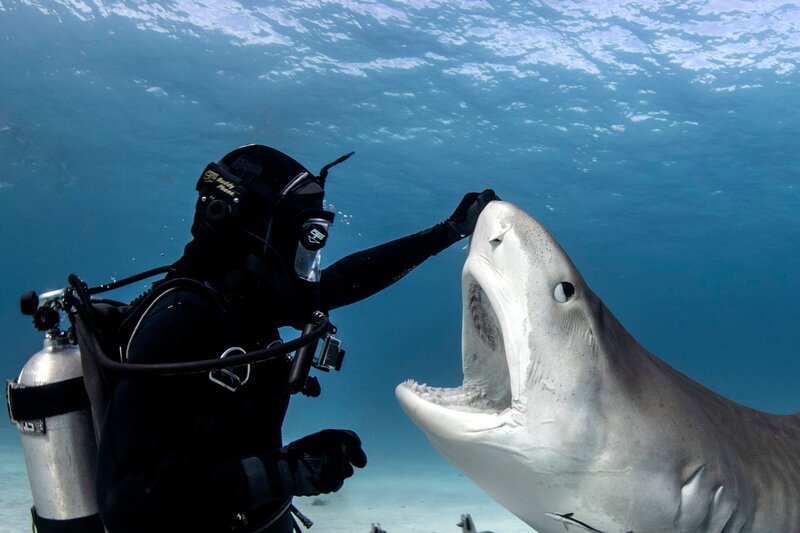 Jamin Martinelli holds the tiger shark’s nose up as its mouth is exposed during the close encounter experiment. – Bild: Lauren Benoit/​Discovery Communications