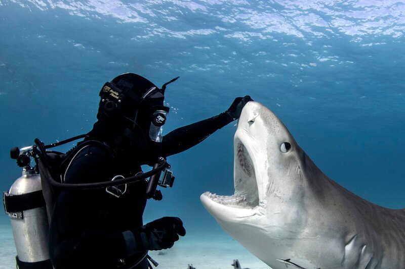 Jamin Martinelli holds the tiger shark’s nose up as its mouth is exposed during the close encounter experiment. – Bild: Lauren Benoit/​Discovery Communications