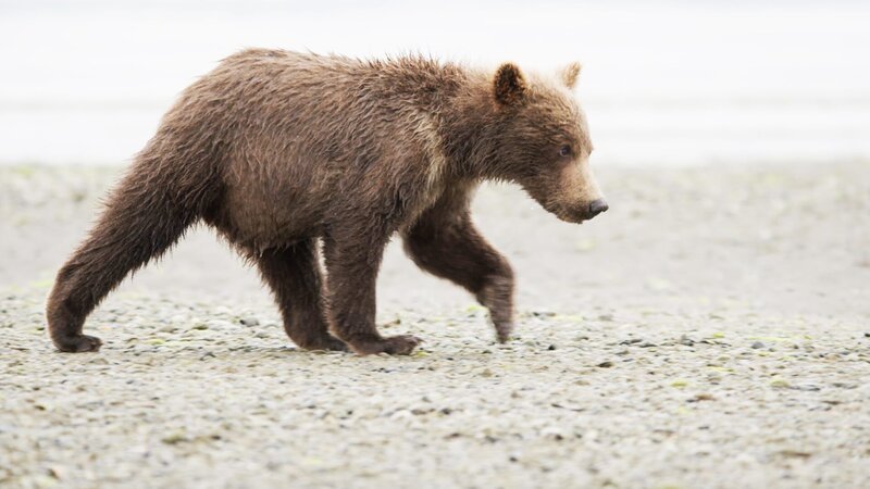 ein Bär – Bild: CuriosityStream-Inc. ein Bär – Bild: CuriosityStream-Inc.