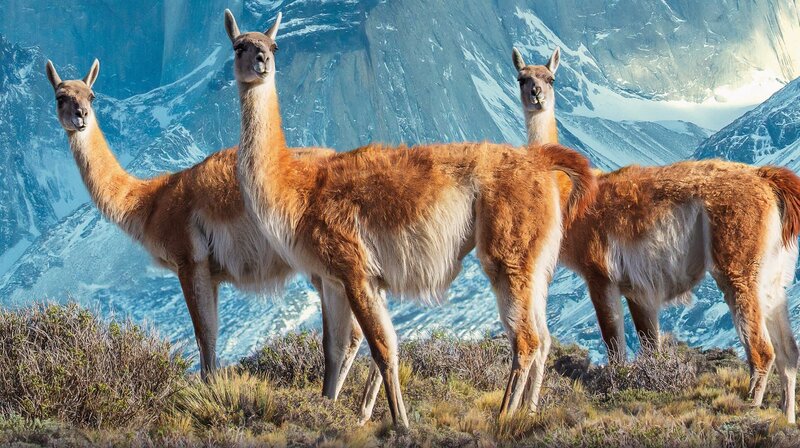 Guanakos – Bild: phoenix/​ZDF/​BBC