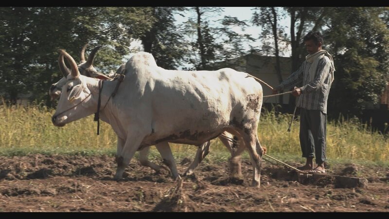 Indien hat sich, nach Einführung neuer Landbautechniken und neuer Züchtungen, vom Getreideimporteur zum Nahrungsmittelexporteur entwickelt. – Bild: ZDF und Hari Krishnan