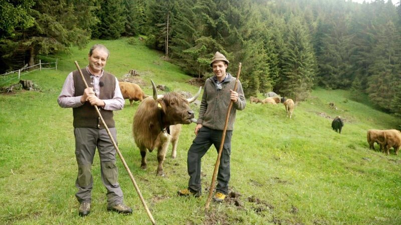 Christian und Markus Alber und ihre Hochlandrinder. – Bild: ORF/​POPUP TV