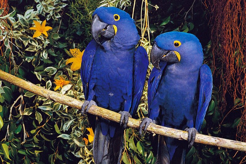 ARD/​WDR PAPAGEIEN, PALMEN & CO., „Gourmet-Überraschung“, am Mittwoch um 11:35 Uhr im ERSTEN. Kurator Matthias ist von seiner Brasilienreise zurück und hat für die Vögel im Park etwas mitgebracht: Originalfutter aus der Heimat der Vögel. Er ist gespannt, wie die prächtigen blauen Hyazinth-Aras (Foto) und die Lear-Aras im Park auf die brasilianischen Nüsse reagieren – die für ihre wilden Verwandten wahre Leckerbissen sind. – Bild: WDR/​Loro Parque