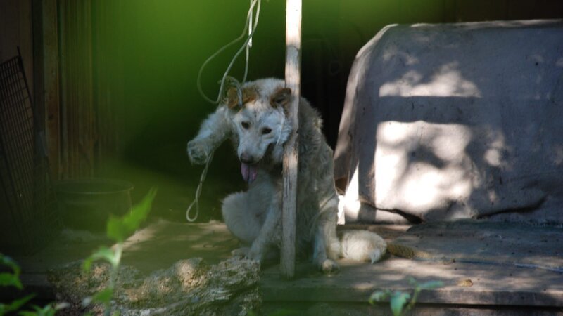 A neglected dog. – Bild: Discovery Communications