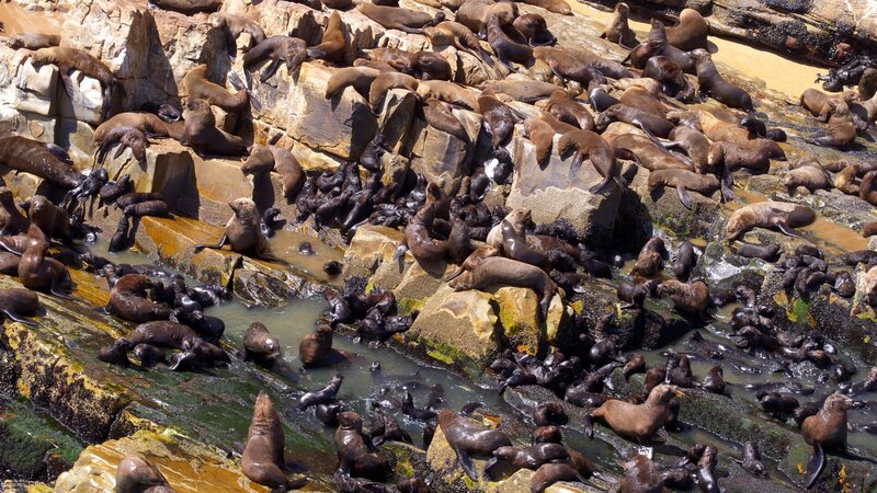 Südafrikanische Seebären, eine Robbenart, die unter anderen an den Küsten des südlichen Afrikas vorkommen, bilden manchmal großen Kolonien. – Bild: ZDF und Off the Fence.