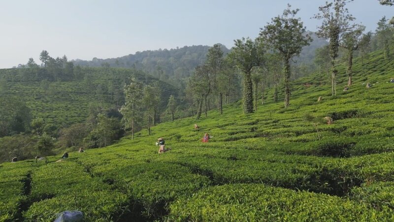 Dichte Wälder und weitläufige Teeplantagen: Rund um Wayanad wird seit dem 19. Jahrhundert Tee angebaut. – Bild: 3sat