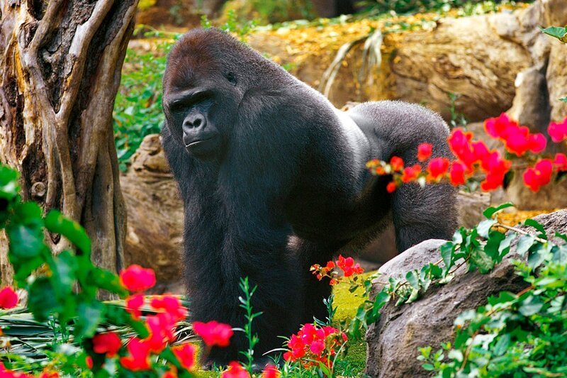 ARD/​WDR PAPAGEIEN, PALMEN & CO., „Keine leichte Aufgabe …“, Heute sollen die Flachlandgorillas gewogen werden. Das Gewicht von Maayabu, Rafiki und Co. muss regelmäßig kontrolliert werden, sonst haben die Affen schnell ein paar Kilos zu viel auf den Rippen. Aber wie bekommt man einen Gorilla auf die Waage? – Bild: WDR/​Loro Parque