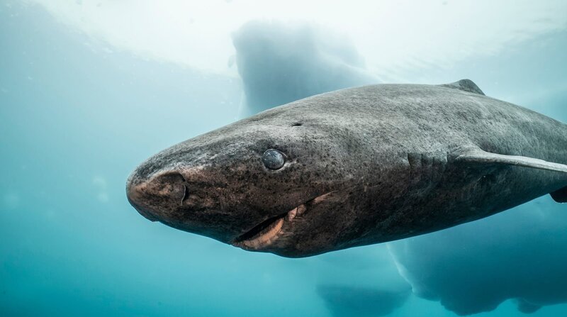 Eishaie leben vor allem in arktischen Gewässern und können bis zu 400 Jahre alt werden. – Bild: ZDF und NDR, Doclights GmbH, BLACK CORAL FILMS AB Eishaie leben vor allem in arktischen Gewässern und können bis zu 400 Jahre alt werden. – Bild: ZDF und NDR, Doclights GmbH, BLACK CORAL FILMS AB