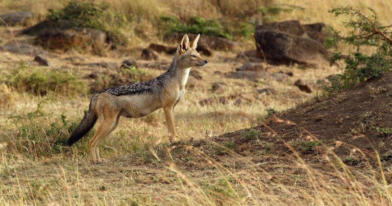Schabrackenschakale sind clevere kleine Raubtiere, die sich inmitten der größeren Konkurrenz behaupten müssen. – Bild: ZDF