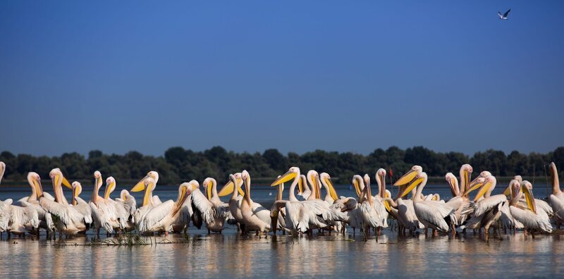 Jeden Sommer versammeln sich Tausende Pelikane im Donaudelta. – Bild: ZDF und BBC/​Louis Labrom