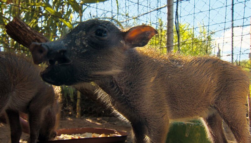 Diese Warzenschweinbabies wurden ohne Mutter aufgefunden. – Bild: BR/​SWR/​Harald Mittermüller