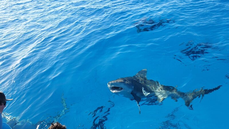 Laws of Jaws - Das Gesetz der Haie 2 – Bild: Discovery Communications