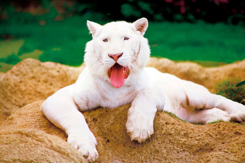 Tiger Prince (Foto) muss regelmäßig Augentropfen bekommen, denn er hat Grauen Star und ist beinahe blind. Aber Pfleger Vincente und sein Patient sind bereits ein eingespieltes Team. – Bild: WDR/​Loro Parque