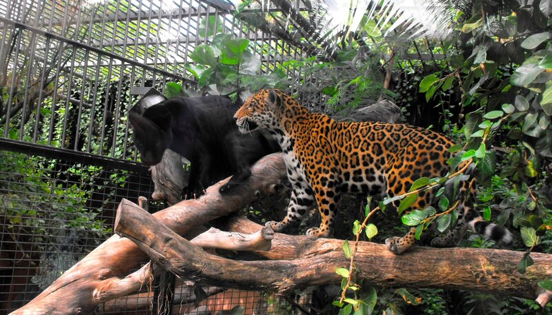 Jaguare Negra (l) und Yellow- Nicht nur für die Otter, sondern auch für die Jaguare gibt es heute besonders frisches Futter – und zwar lebendige Fische! Mit den flotten Forellen wollen Heiner und Matthias prüfen, wie es um den Jagdtrieb der Raubtiere bestellt ist. Eine große Herausforderung für die wasserscheue Jaguardame Negra! – Bild: WDR/​Loro Parque