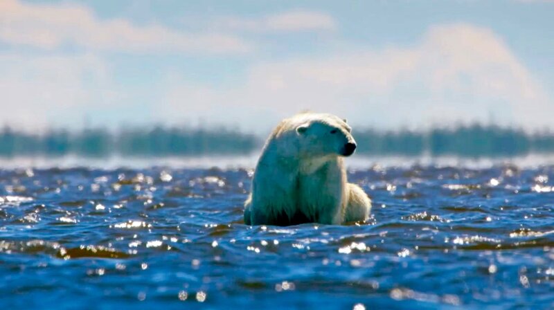 Eisbär – Bild: phoenix/​ZDF/​BBC