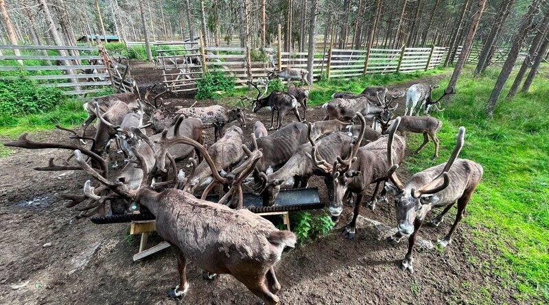 Rentiere auf der Rentierfarm von Torassieppi. – Bild: ZDF