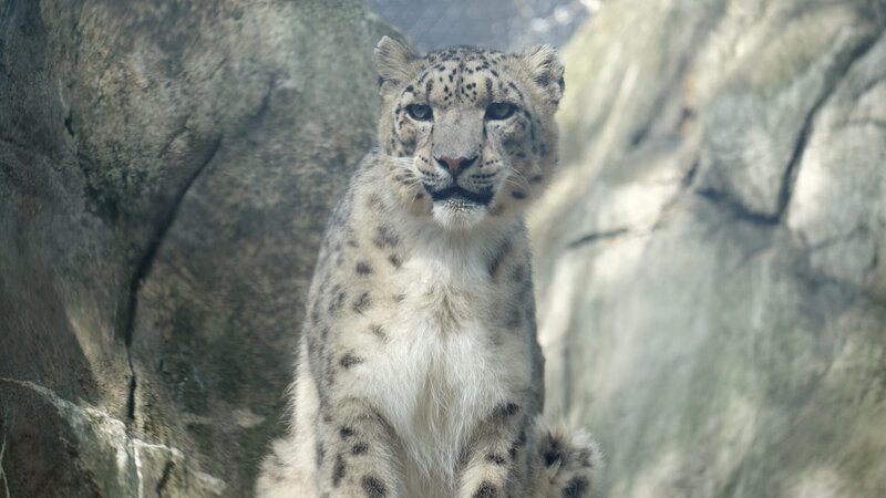 Leo the snow leopard is on exhibit. – Bild: Discovery Communications