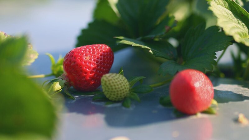 Close-up of fresh strawberries growing in ground. (National Geographic/​Sean Carswell) – Bild: Copyright © The National Geographic Channel.
