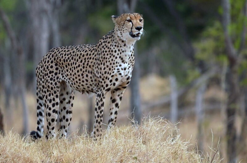 Die Geparden im Hwange-Nationalpark lassen sich deshalb so bereitwillig bewundern, weil sie sich hier sicher und beschützt fühlen. – Bild: Elephant Doc