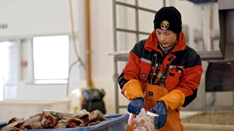 Lukrativer Schülerjob: Die Kinder auf den Lofoten schneiden die Kabeljauzungen ab und verkaufen sie an die Einheimischen. Da kommen schonmal 5.000 Euro Taschengeld zusammen im Jahr. – Bild: NDR /​ ZDF