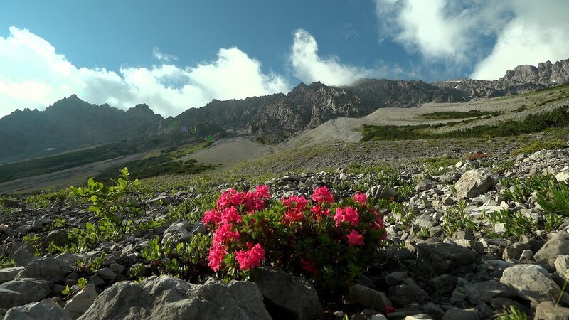 Alpenrosen am Hahntenjoch – Lechtal. – Bild: ORF/​Hans Jöchler