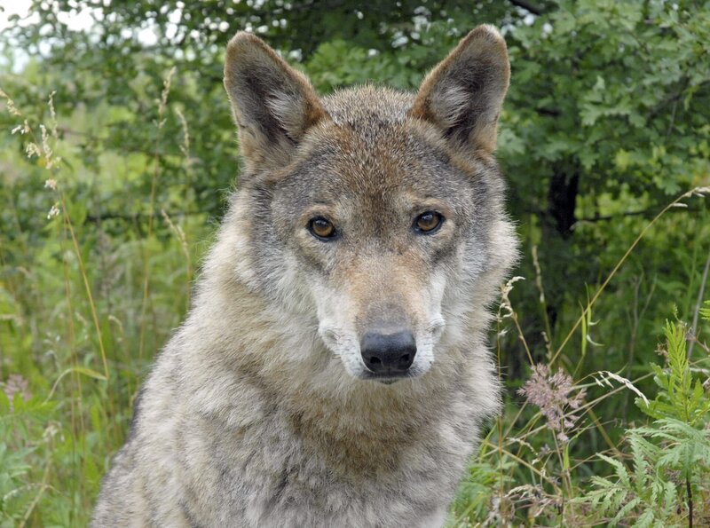 Wölfin. – Bild: BR/​ARD/​Christa Köfer