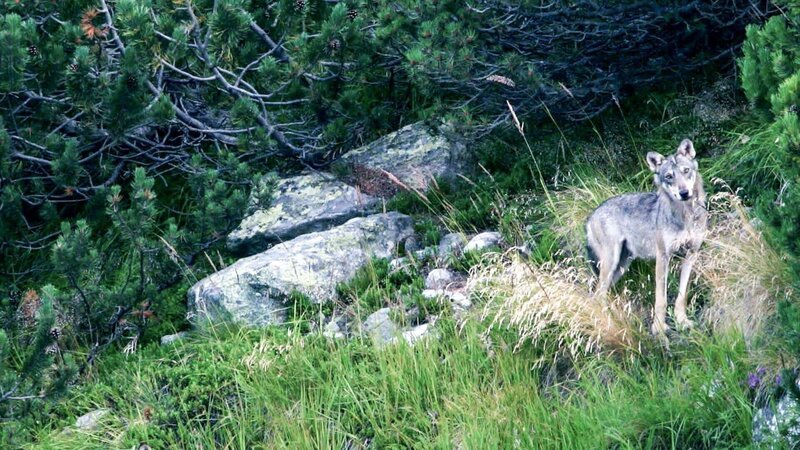 Ein Wolf läuft durch sein Gehege im Tierpark Anhalter Schweiz in Isselburg Anholt. – Bild: SRF/​IMAGO/​Funke Foto Services