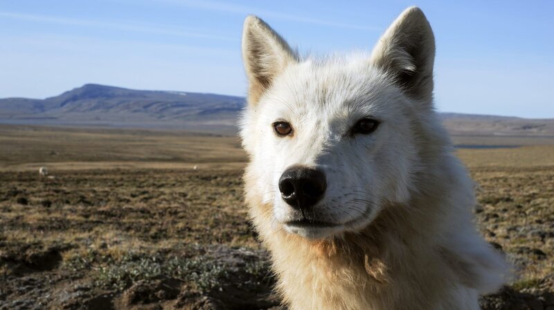 Wölfe sind von Natur aus neugierig. Weitere Fotos auf Anfrage. – Bild: Joosep Matjus