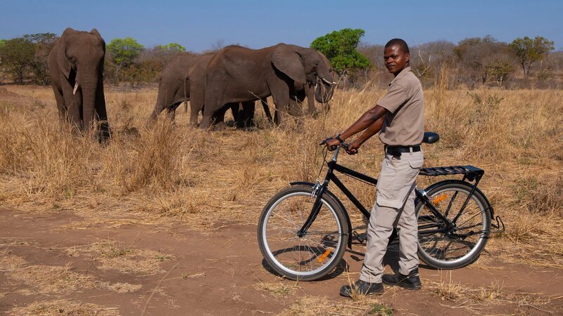 Ranger überwachen die Umgebung der Dörfer, um die Menschen zu warnen, wenn Wildtiere wie Elefanten gefährlich nahekommen. – Bild: Honorarfrei – nur für diese Sendung inkl. SocialMedia bei Nennung ZDF und Axel Gomille. Ranger überwachen die Umgebung der Dörfer, um die Menschen zu warnen, wenn Wildtiere wie Elefanten gefährlich nahekommen. – Bild: Honorarfrei – nur für diese Sendung inkl. SocialMedia bei Nennung ZDF und Axel Gomille.